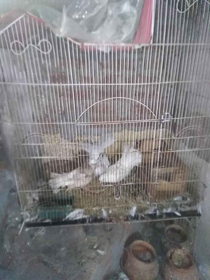 pegeon pair +baby pegeon +cage — photo 7