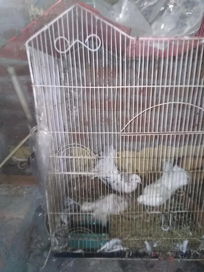 pegeon pair +baby pegeon +cage — photo 8