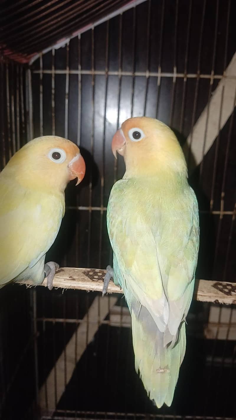 VIP breeder pair 0