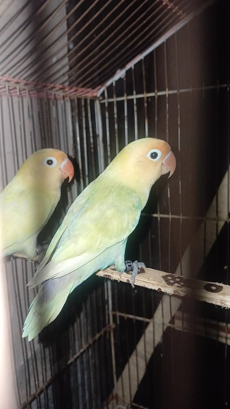 VIP breeder pair 1