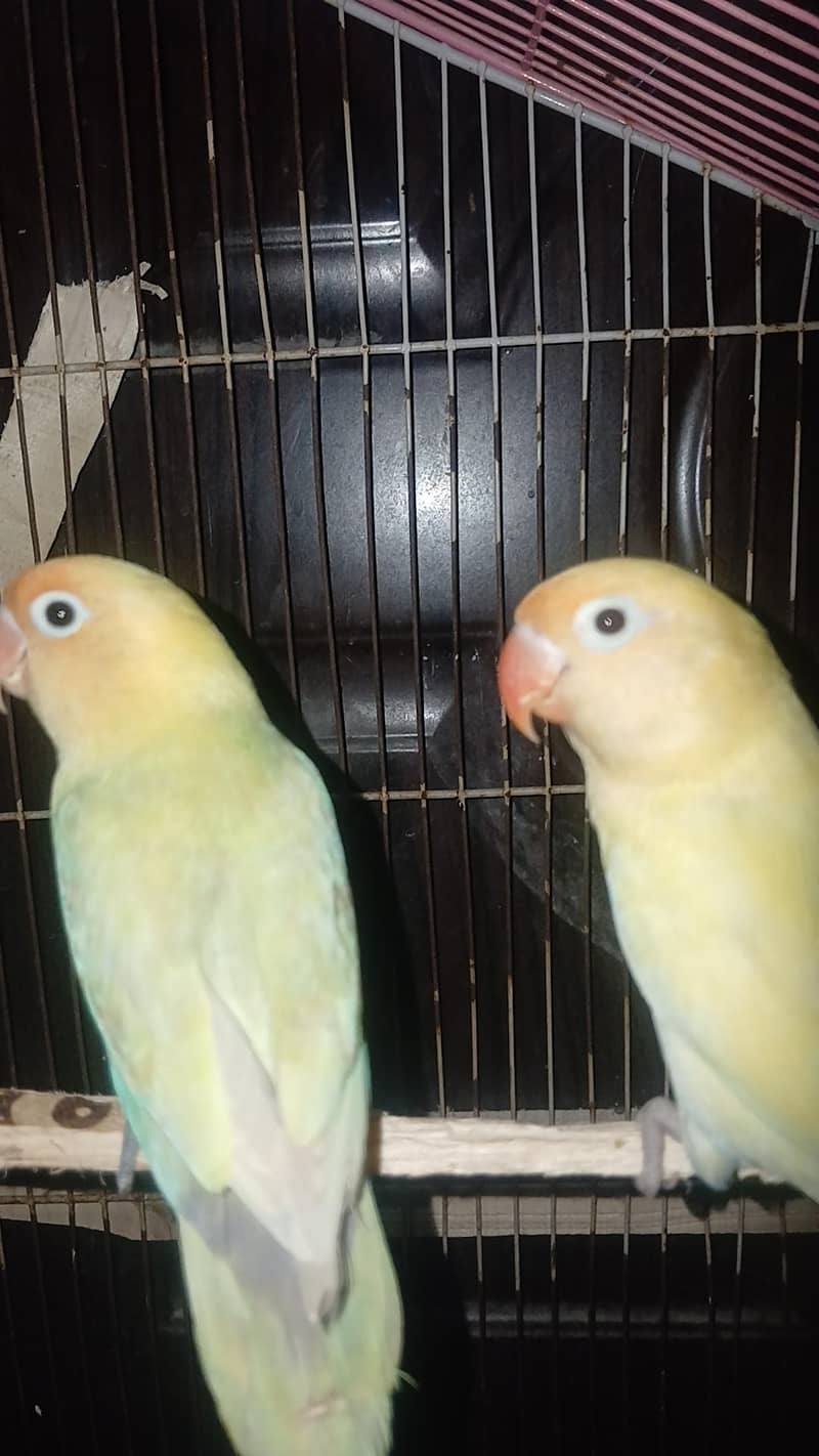 VIP breeder pair 2