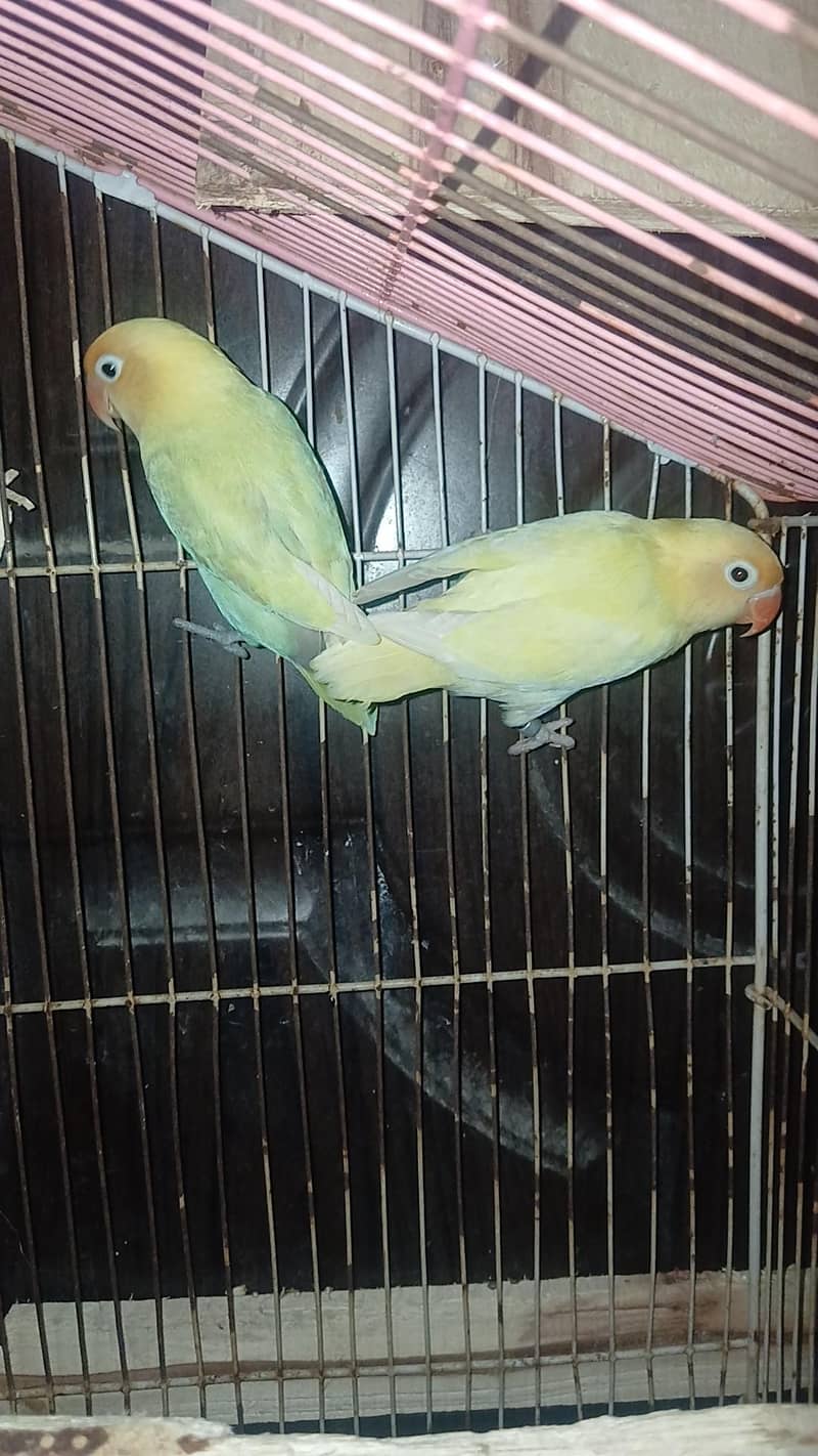VIP breeder pair 3