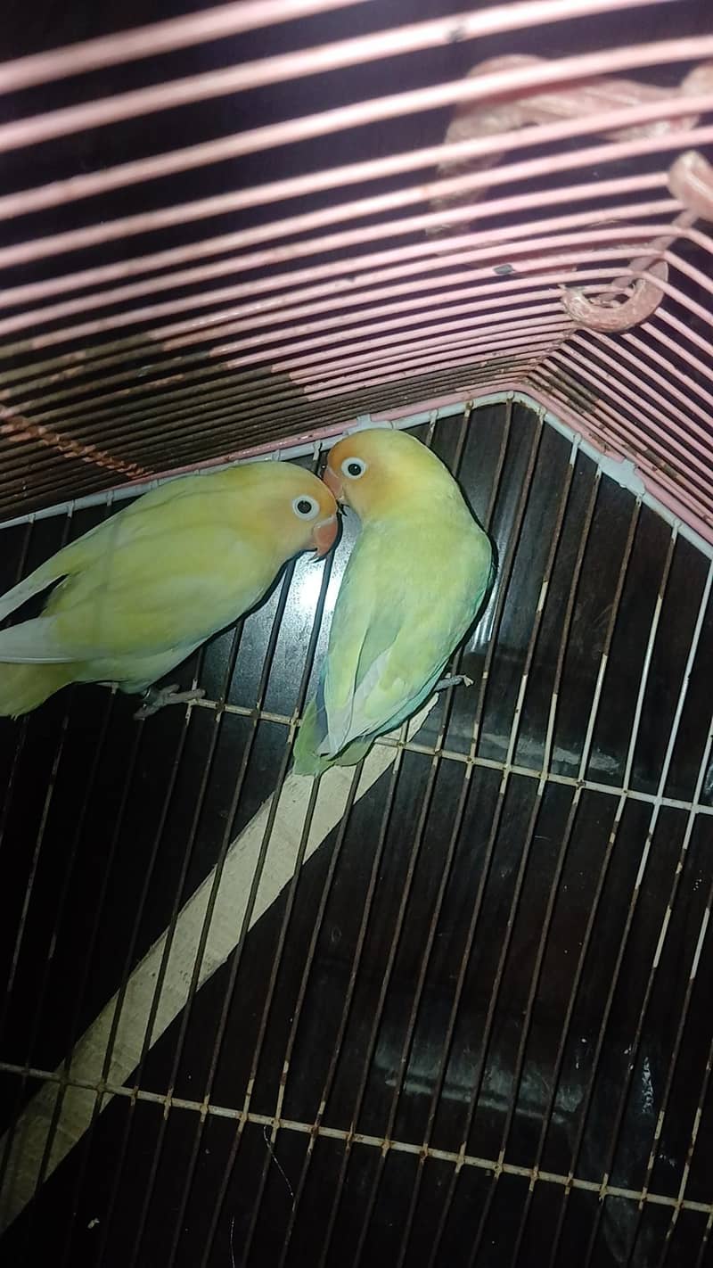 VIP breeder pair 4