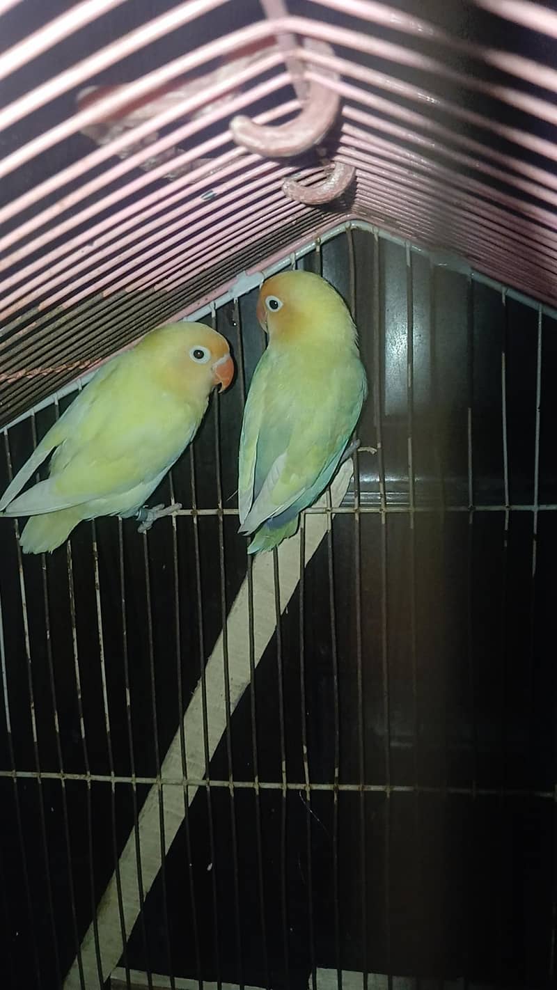 VIP breeder pair 5