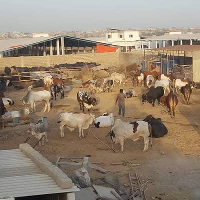 Cattle farm house