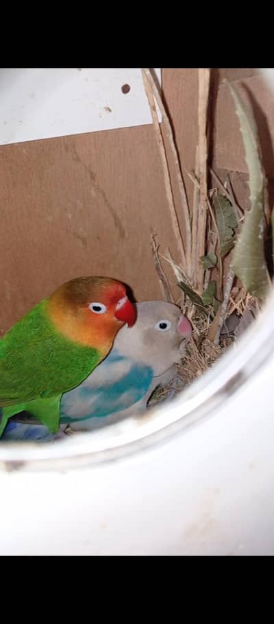 love bird