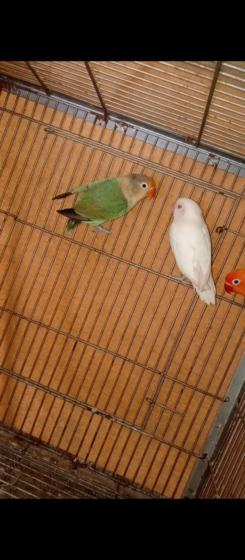 love bird — photo 2