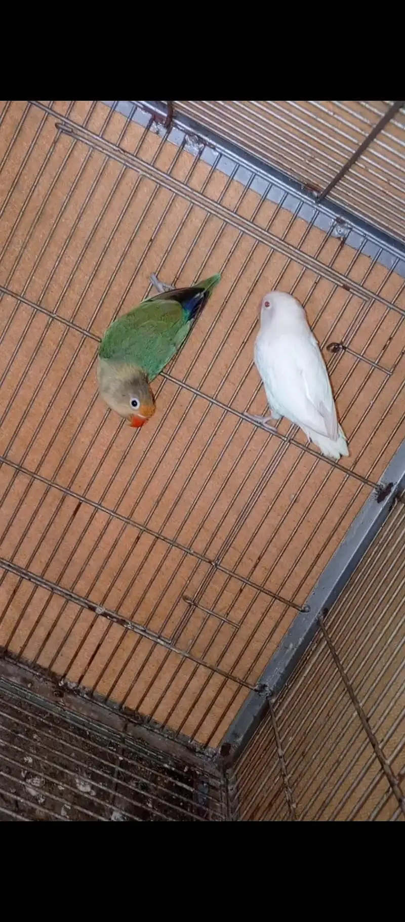 love bird — photo 3