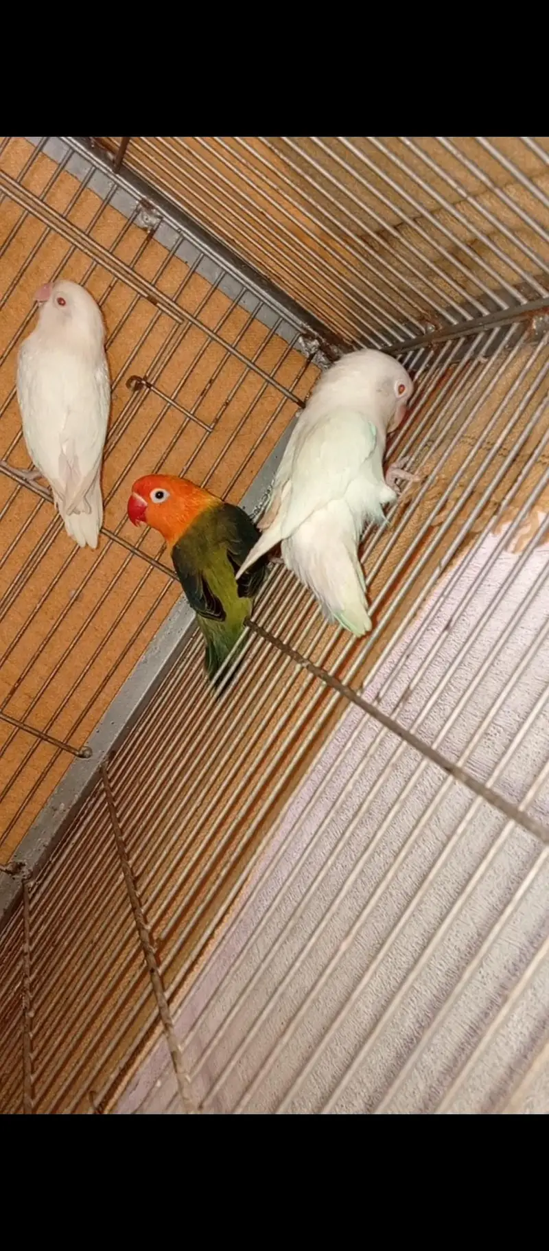 love bird — photo 4