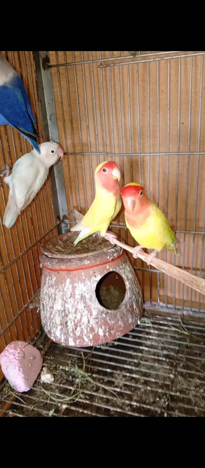 love bird — photo 5