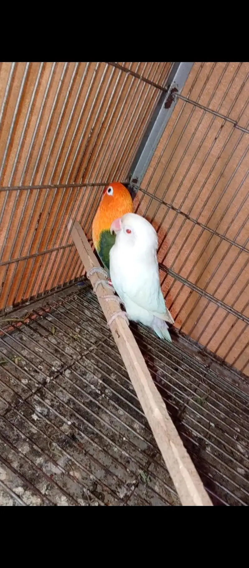 love bird — photo 6