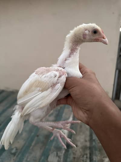 Quality sontol and lakhy chicks