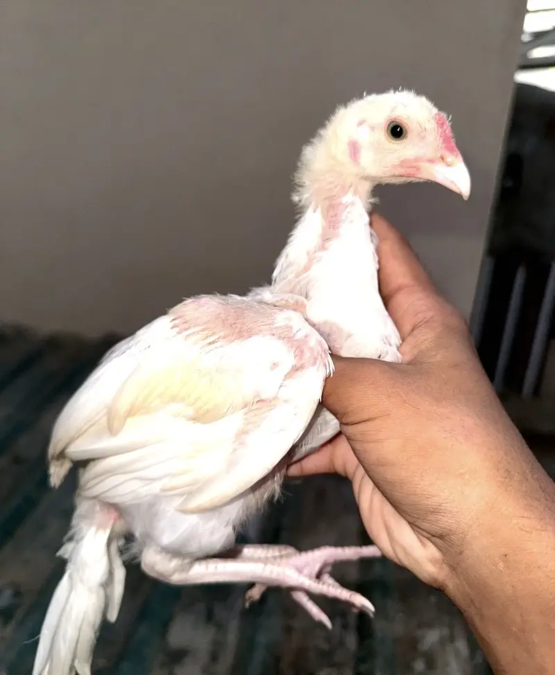 Quality sontol and lakhy chicks — photo 2
