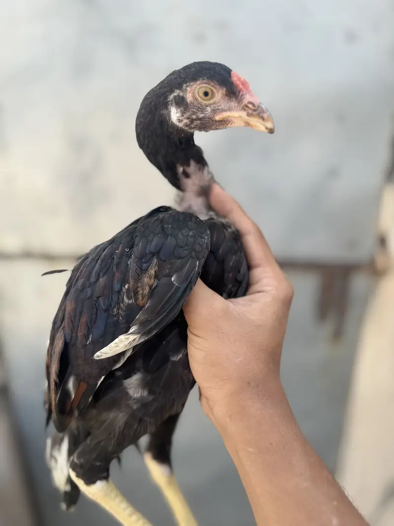 Quality sontol and lakhy chicks — photo 3