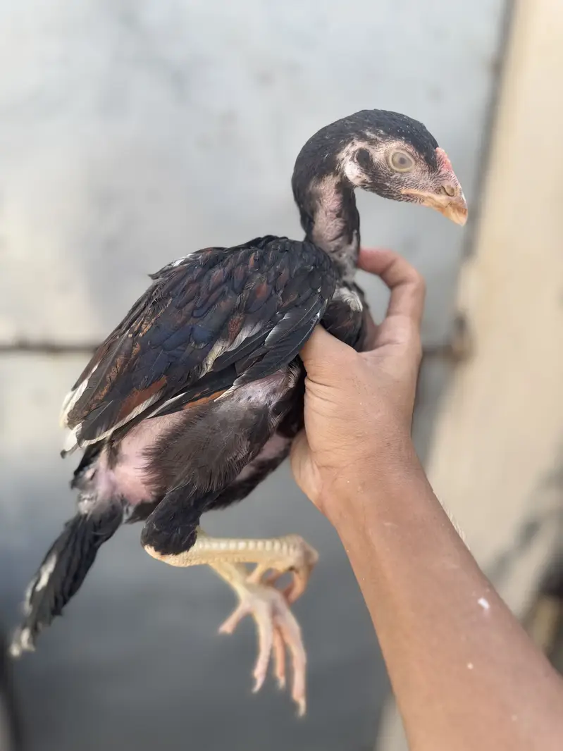 Quality sontol and lakhy chicks — photo 4