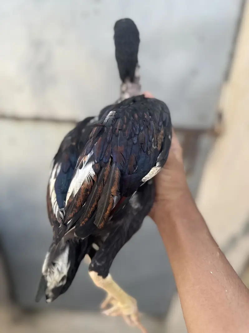 Quality sontol and lakhy chicks — photo 5