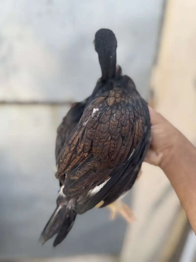 Quality sontol and lakhy chicks — photo 6
