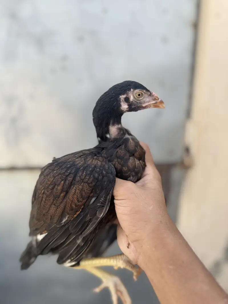 Quality sontol and lakhy chicks — photo 7