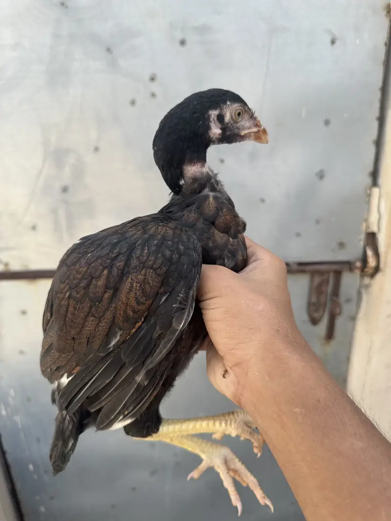 Quality sontol and lakhy chicks — photo 8