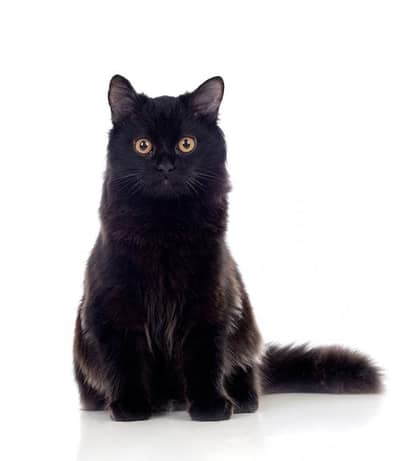 black Persian cat female long fur
