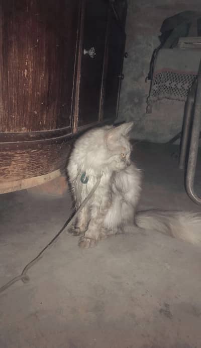 Persian white male cat and gray female cat cat couple