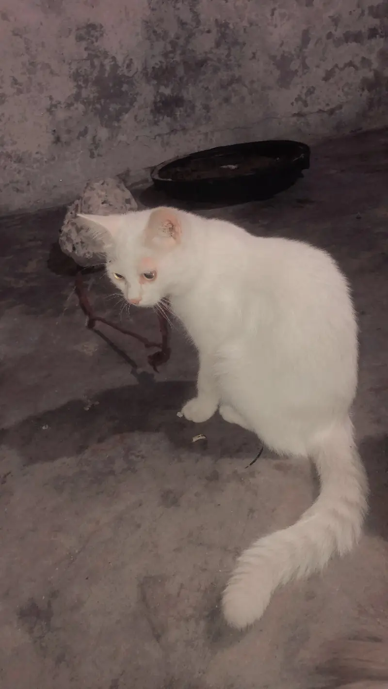 Persian white male cat and gray female cat cat couple — photo 2