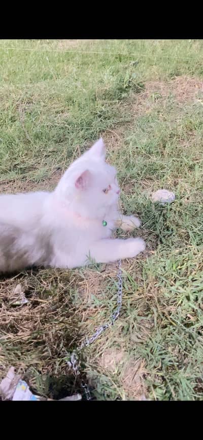 Persian cat MALe