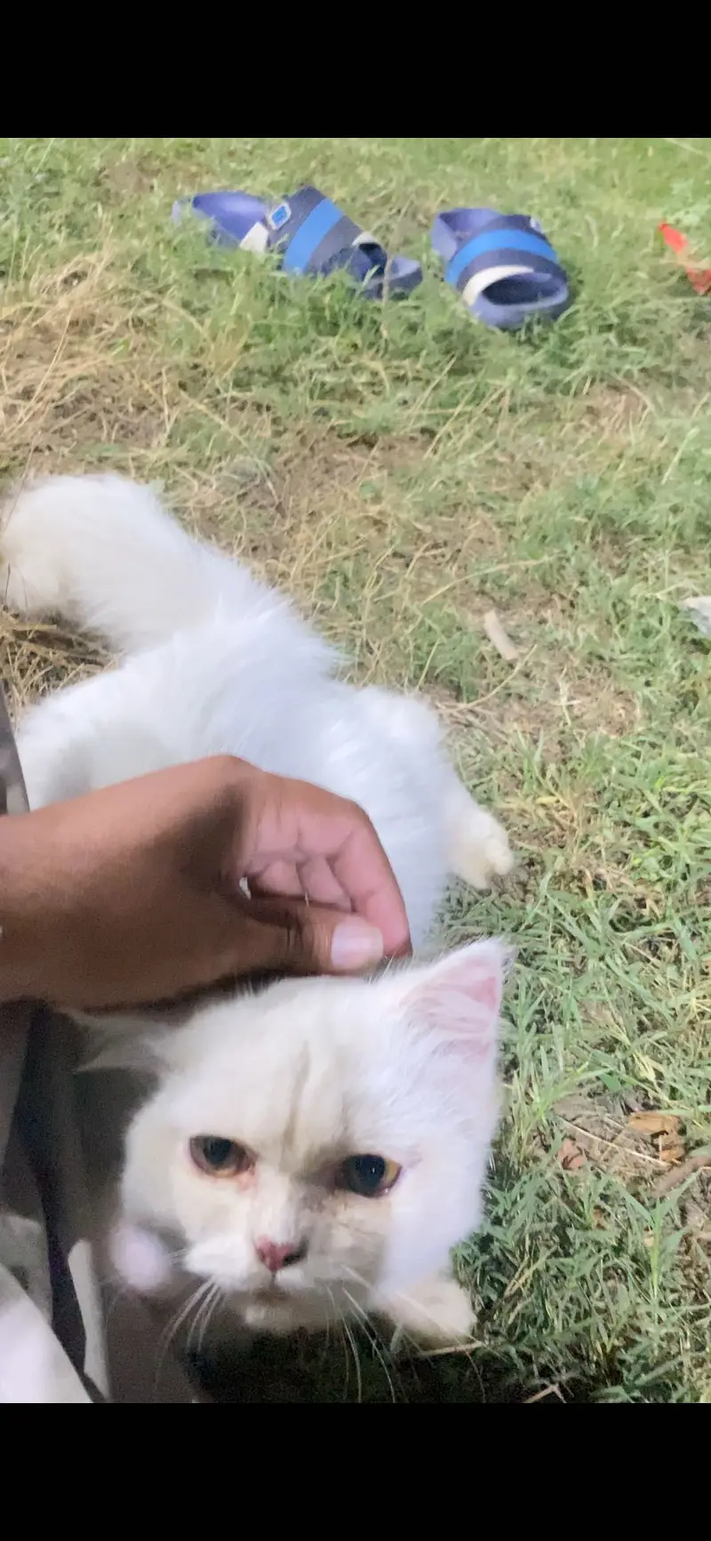 Persian cat MALe — photo 2