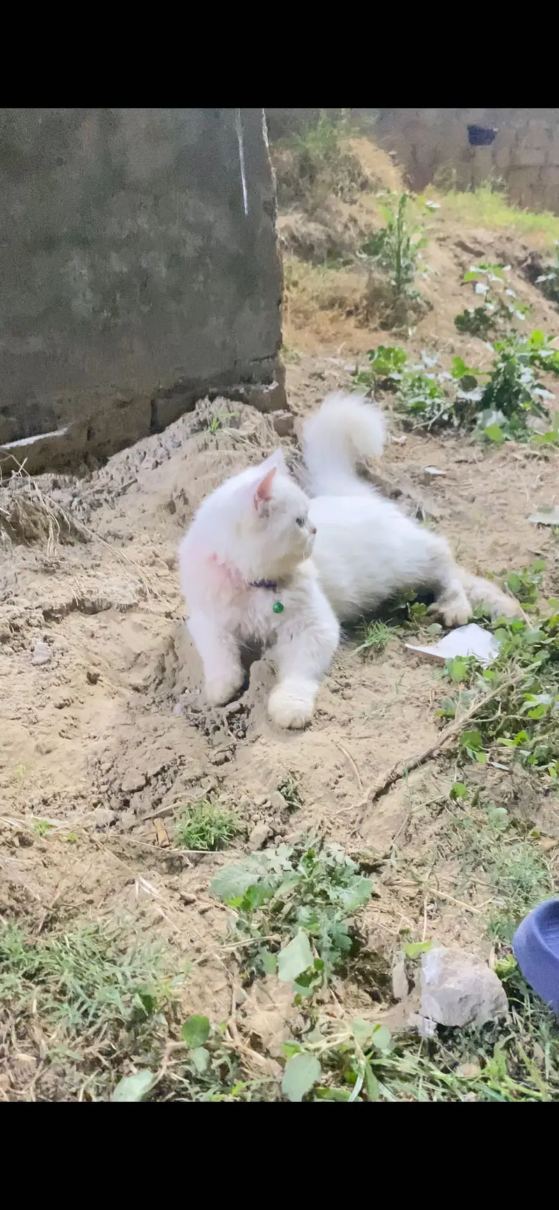 Persian cat MALe — photo 4