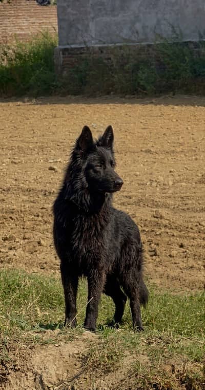 Black German Shepherd Double Coat