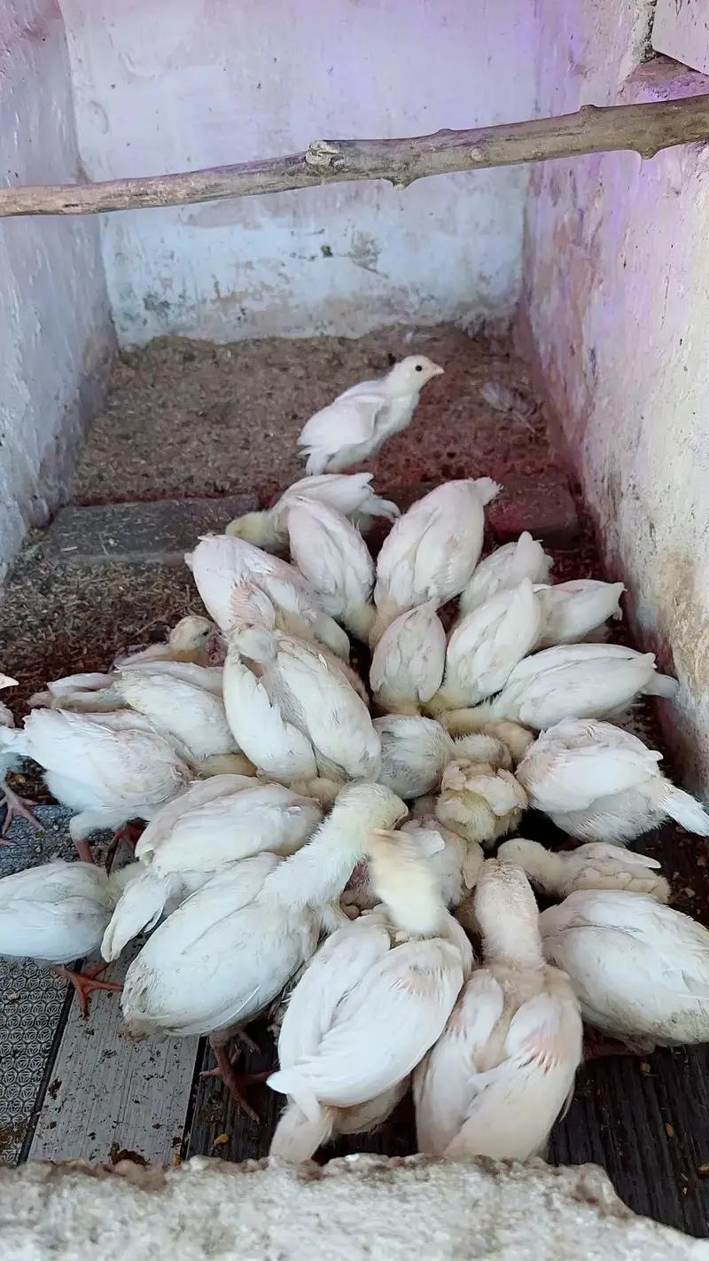Paper white heera chicks available — photo 2