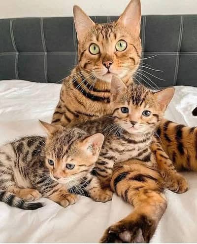 Cats with (kittens)