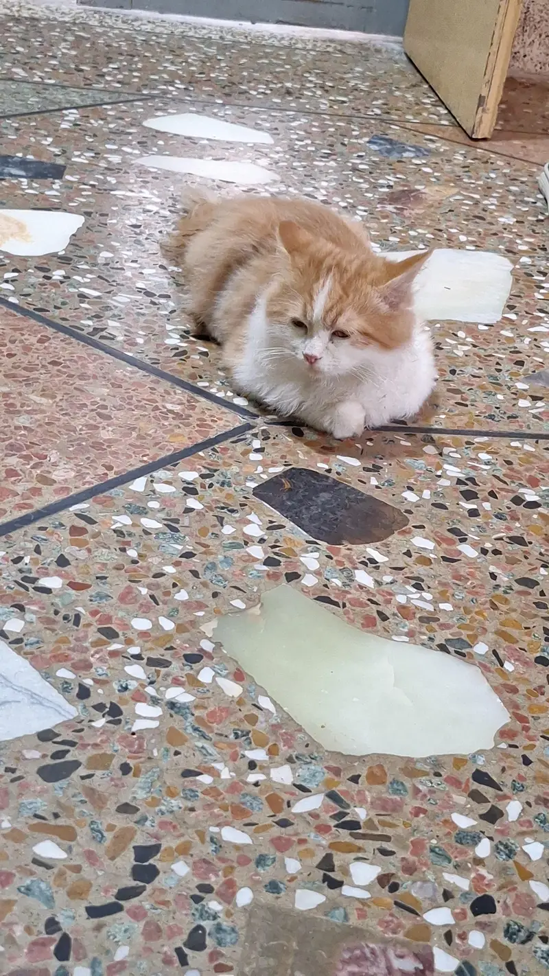 persian cat