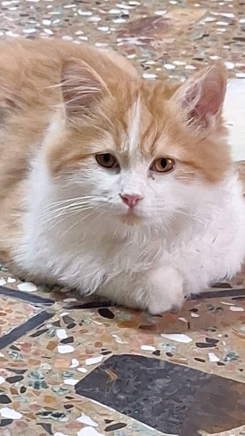 persian cat 1