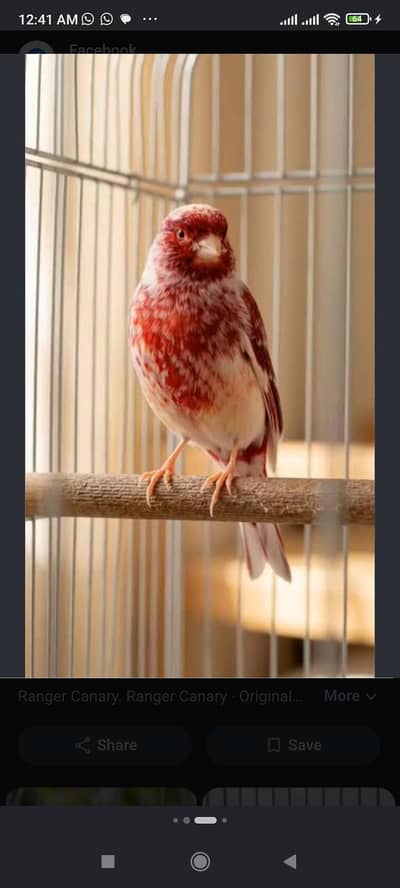 Canaries in All mutation male and female
