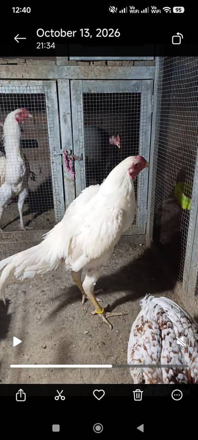 pure white aseel lakhi Madi mushkil madiyan for whtApp 03264777572