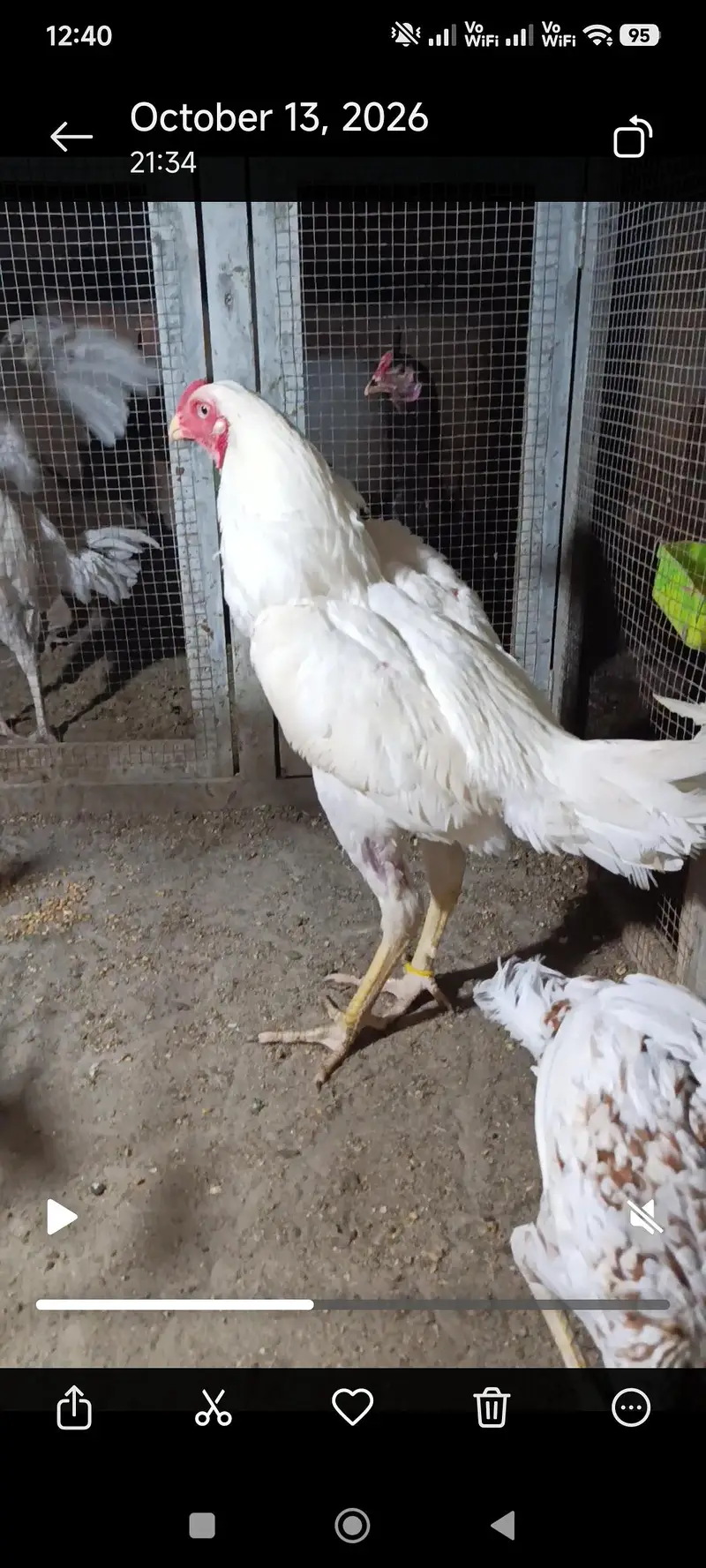 pure white aseel lakhi Madi mushkil madiyan for whtApp 03264777572 — photo 2