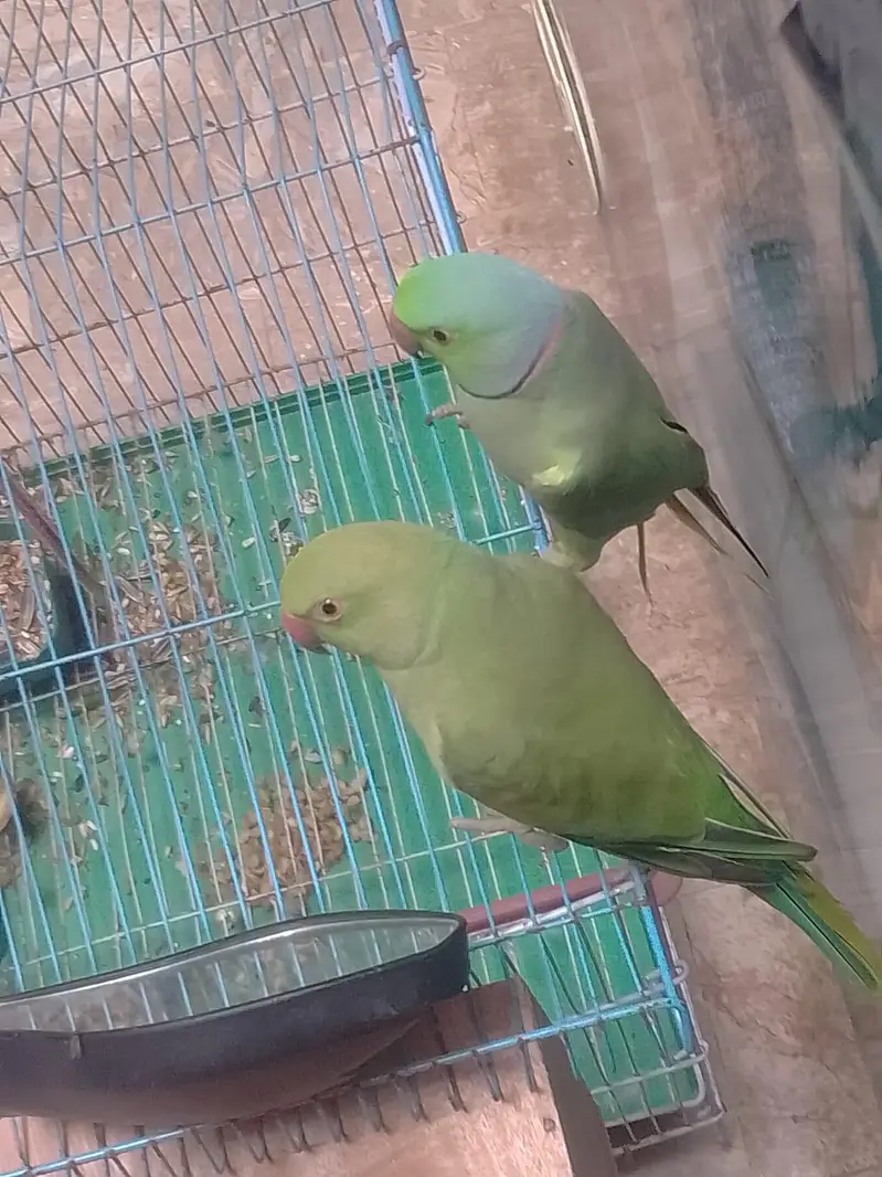 bol na wala tota hai — photo 3