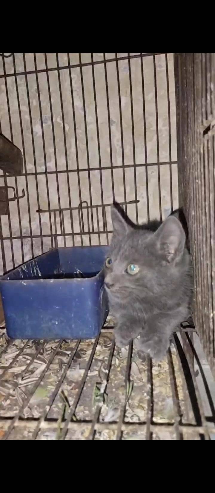 Persian cat 0