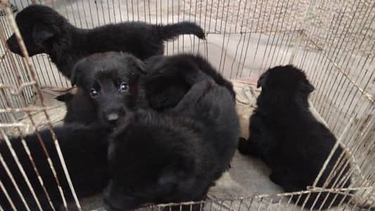 Extreme Quality Heavy Structure Pure Black Belgian Shepherd Female Pup