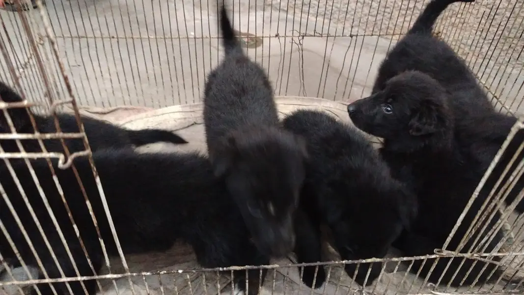 Extreme Quality Heavy Structure Pure Black Belgian Shepherd Female Pup — photo 2