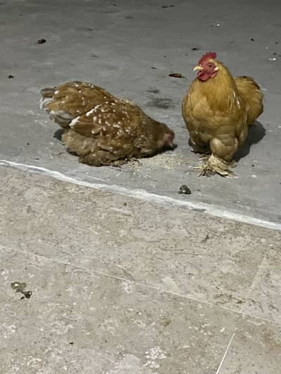 Breeder pair