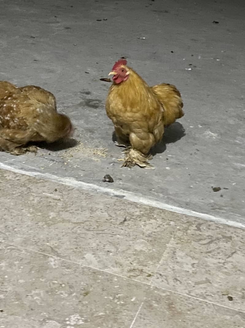 Breeder pair 1