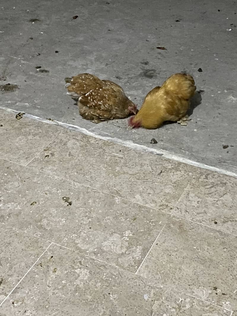 Breeder pair 2