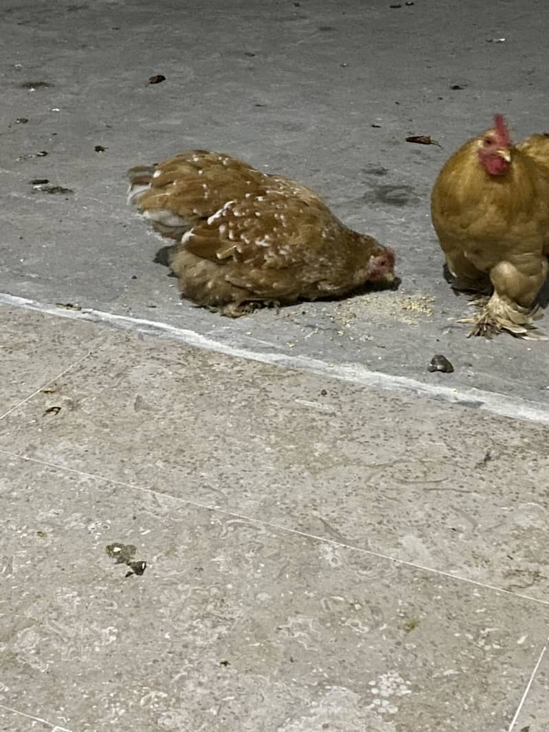Breeder pair 3