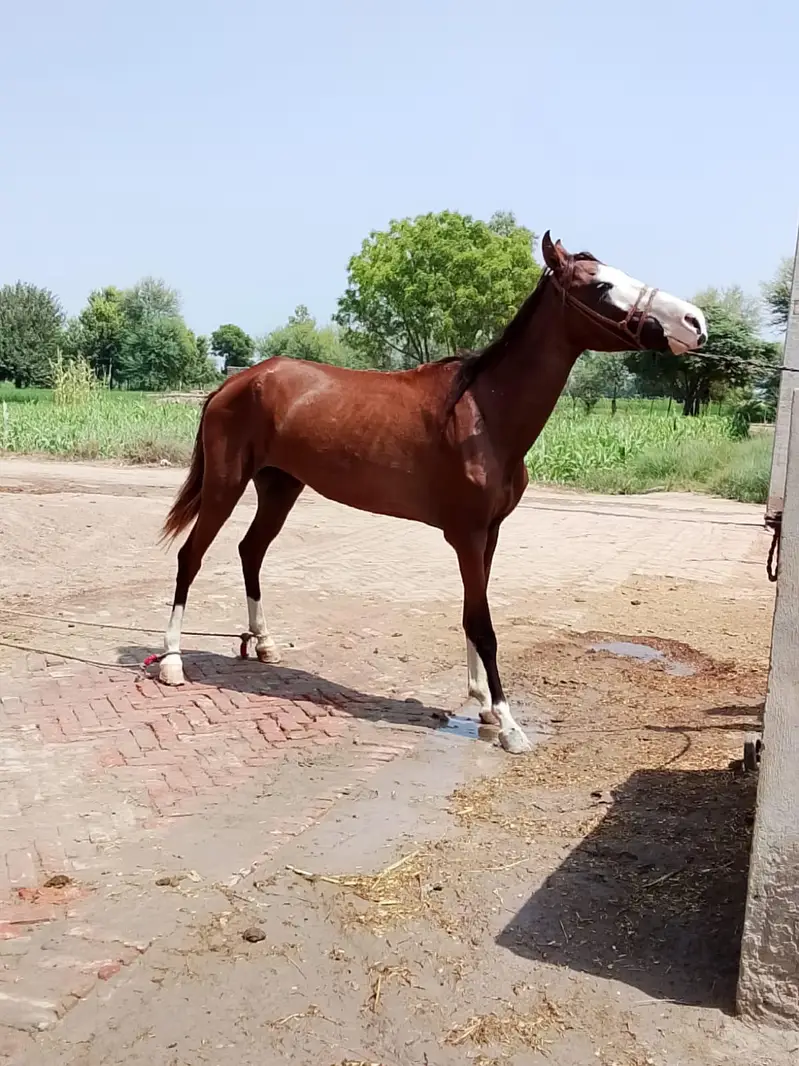 2 female Kulli and kumait 5kalan breeder gohryan