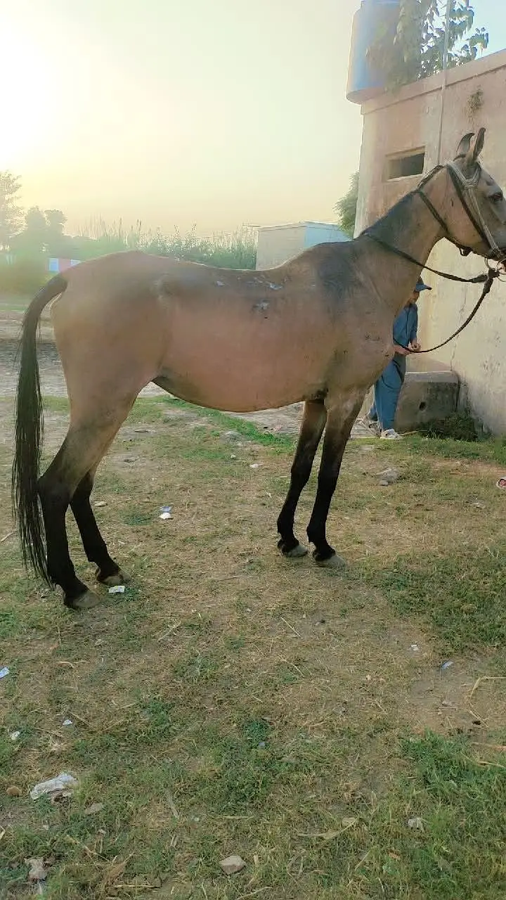 2 female Kulli and kumait 5kalan breeder gohryan — photo 4
