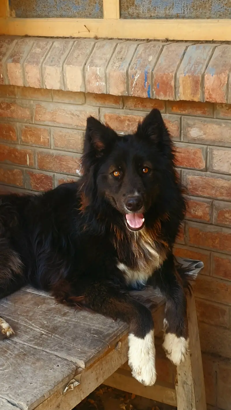 Extreme Quality Heavy Structure Pure Black Belgian Shepherd Female Pup — photo 3