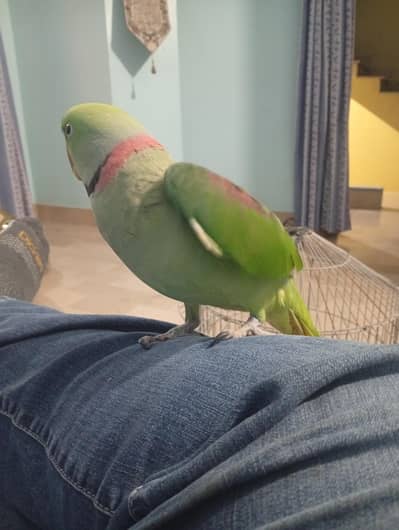 Male Green Ringneck Raw Parrot for Sale | New Karachi