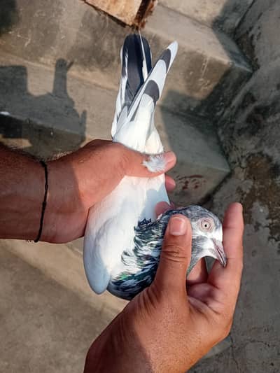 100%pure Chaudhari Sakhi bhatti  breeder male for sale /0325/44/122/15